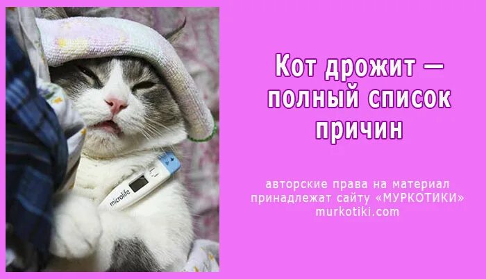 Кот дрожит причины. Кот трясется. Почему котенок дрожит. Кота трясут. Почему котята дрожат