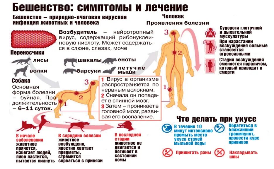 Болезни животных симптомы. Бешенство объект поражения заболевание. симптомы бешенства у животных. бешенство животных кратко. случаи бешенства у людей.