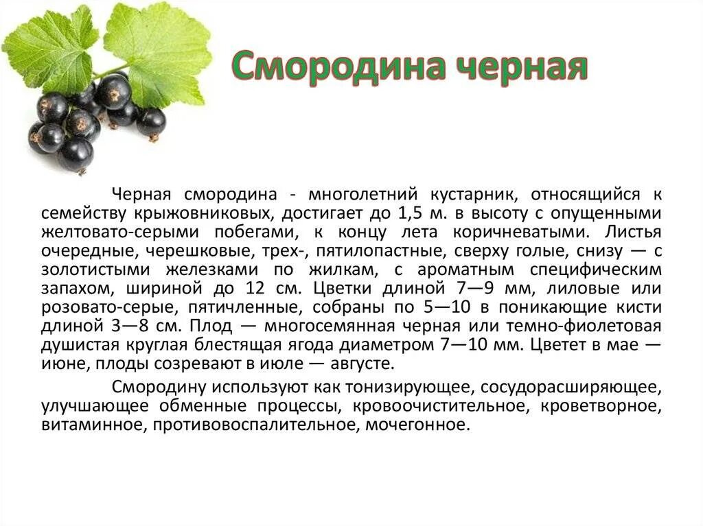 Смородина в чашке. Смородина на даче. Смородина сорт литвиновская. К чему есть смородину. К чему есть смородину.