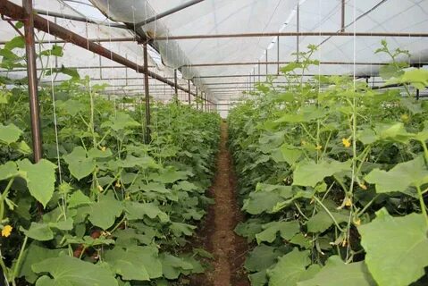 Үйде жасалған бау