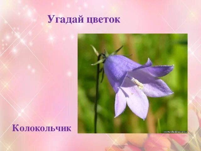 Отгадай цветок. Игры отгадай цветок. отгадай растение. угадай колокольчик. цветок колокольчик с надписью для детей.