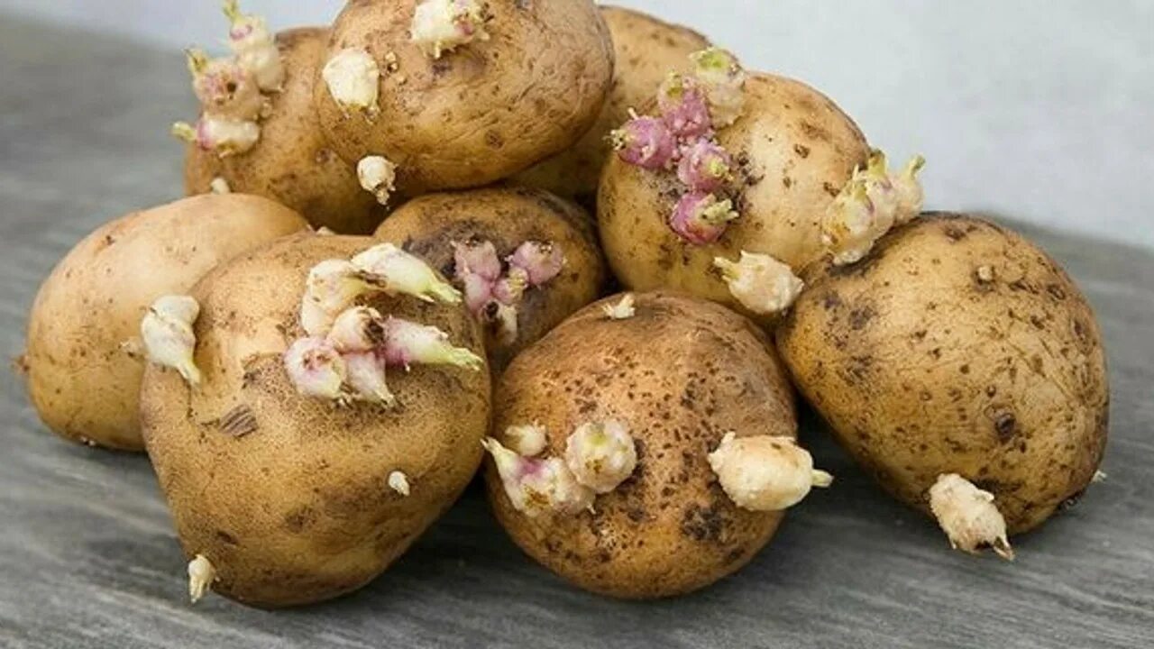 Картофель растение. Картошка с ростками. Семенная картошка красная пророщенная. Картошка с ростками. Мини клубни картофеля из семян.