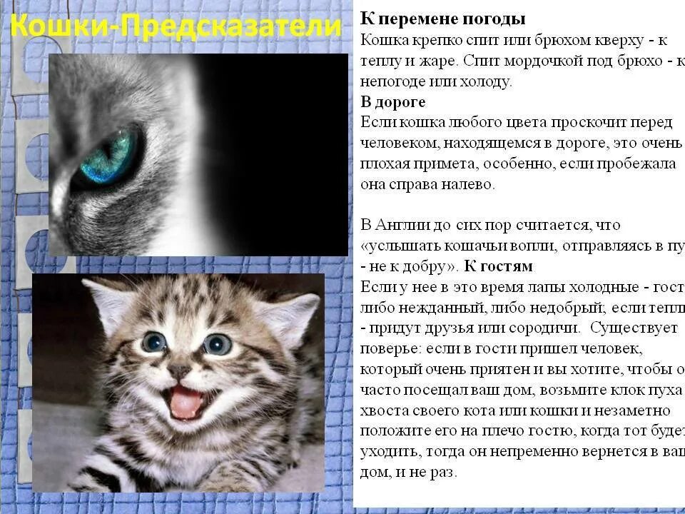 Год кота приметы. Поверья о кошках. кошка предсказатель. расцветка кошек и приметы. кошка пришла в дом примета.