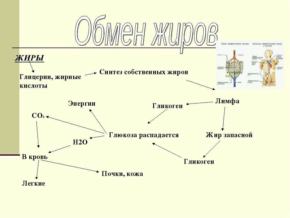 Синтез собственных. Реакции биосинтеза триглицеридов. Синтез вирусного белка осуществляется на рибосомах. Окислительно восстановительная функция. Синтез жиров в печени и жировой ткани.