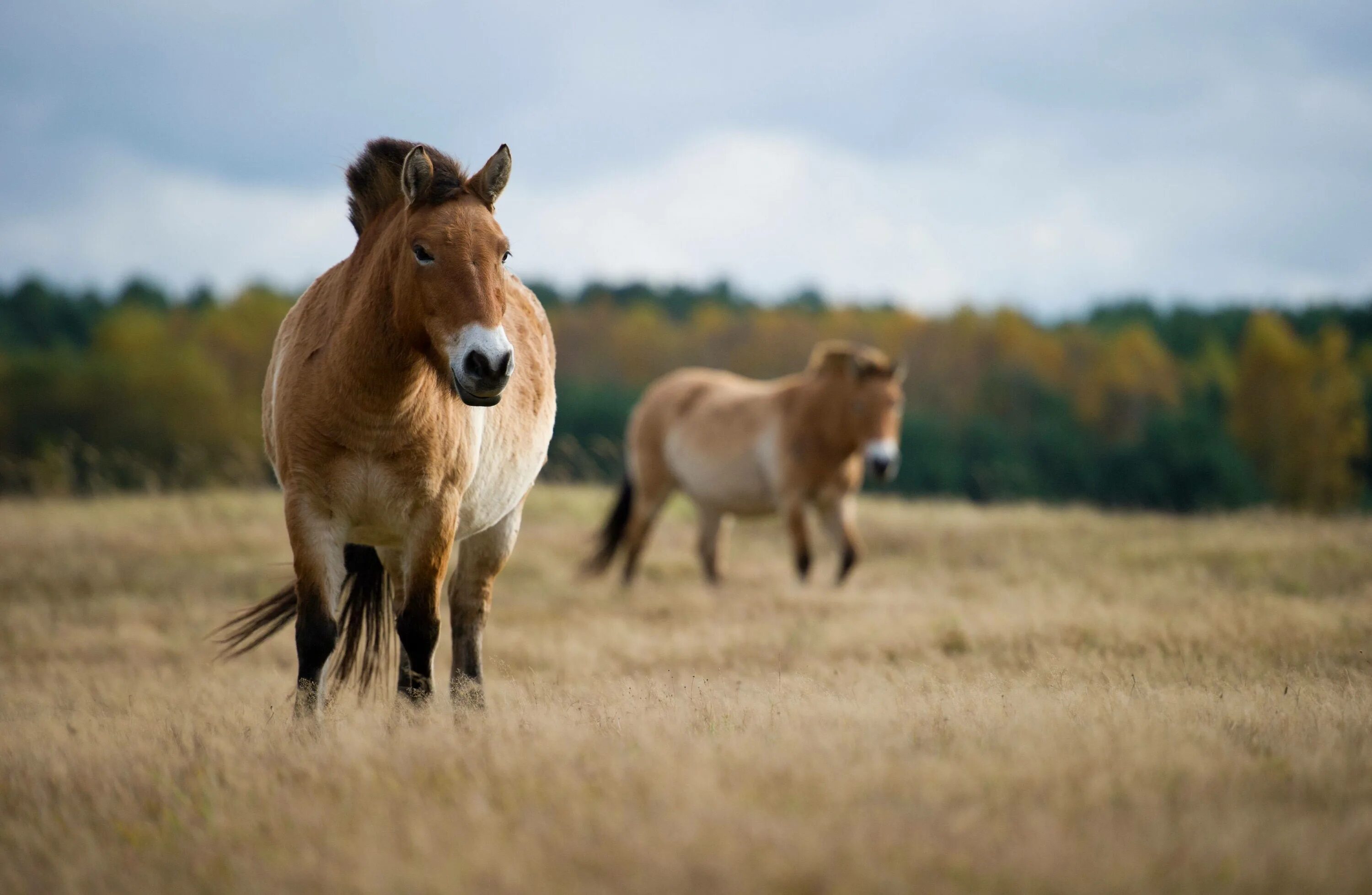 Дикая лошадь Пржевальского. Лошадь Пржевальского Equus przewalskii. Пржевальский лошадь Пржевальского. Лошадь Пржевальского табун. Почему лошадь пржевальского