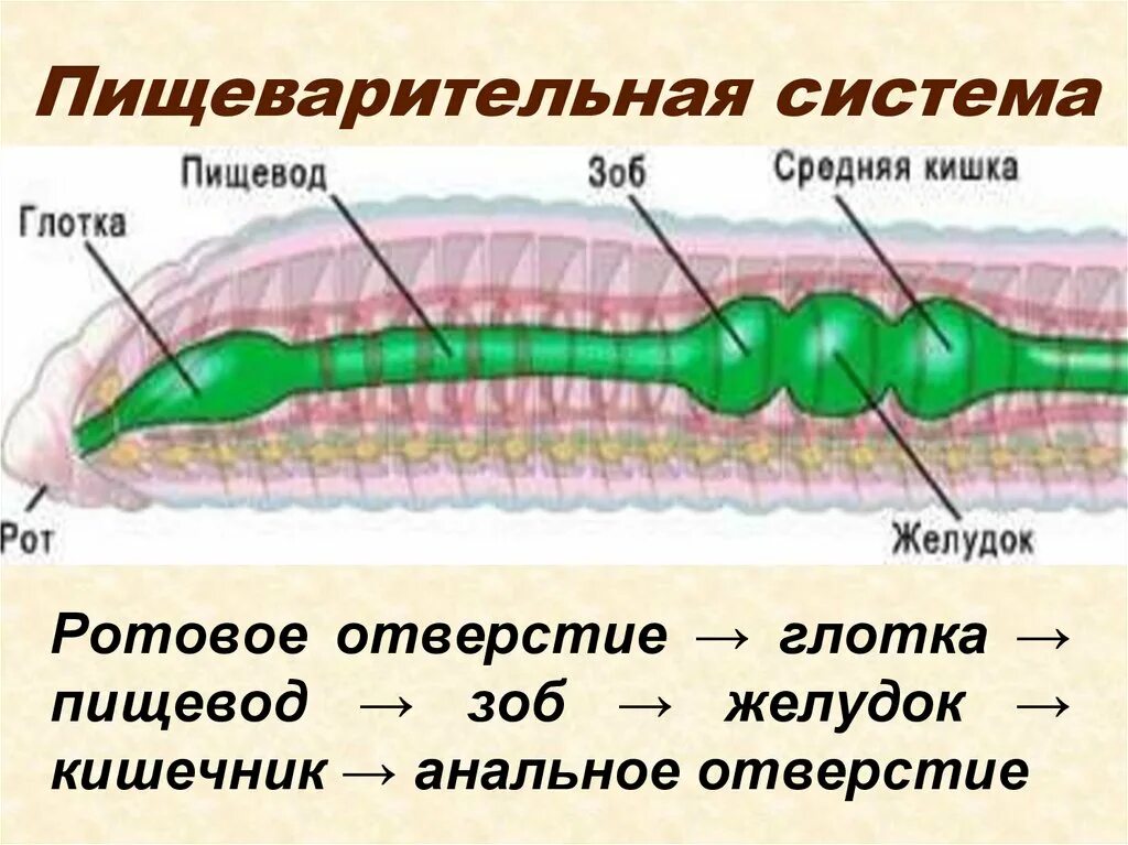 Многощетинковые черви пищеварительная система. Пищеварительная система дождевых червей. Кольчатые черви строение пищеварительной системы. Пищеварительная система кольчатого червя.