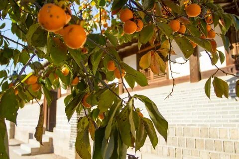 Хурма домашнее фото