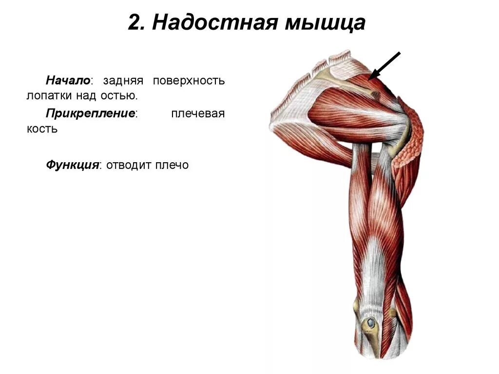 Надостная мышца плечевого пояса. Функция подостной мышцы плечевого пояса. надостная подостная и малая круглая мышцы прикрепляются к. малая круглая мышца плечевого пояса. подостная мышца верхних конечностей.