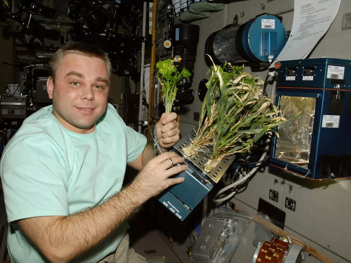 Водоросли эксперименты. Оранжерея Veggie МКС. Оранжерея на МКС 2021. Эксперименты в космосе МКС.