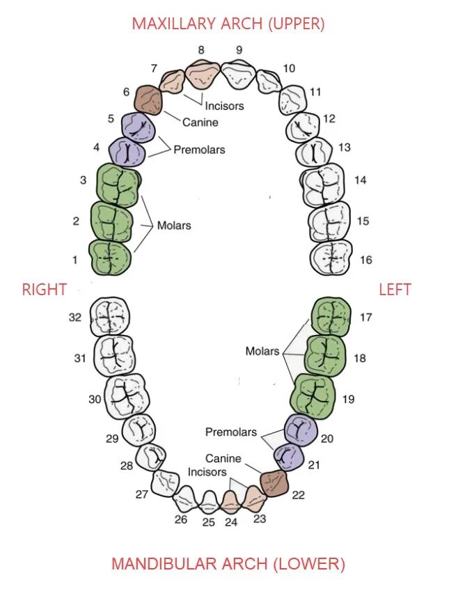 Нумерация зубов в стоматологии схема у взрослых. Нумерация зубов у человека в стоматологии. Названия всех зубов человека со схемой. Нумерация зубов у детей 8 лет. Нумерация зубов в стоматологии схема.