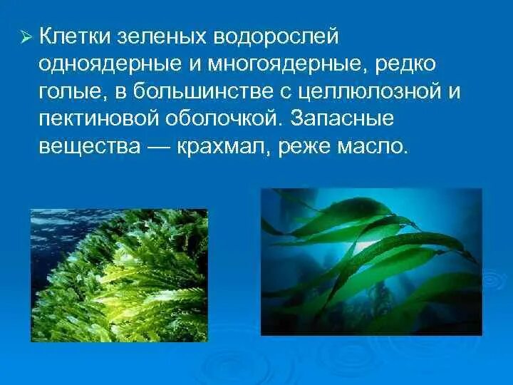 Подготовить сообщение водоросли. Ламинария зеленая водоросль. Интересные факты о водорослях. Водоросли презентация. Необычные факты о водорослях.