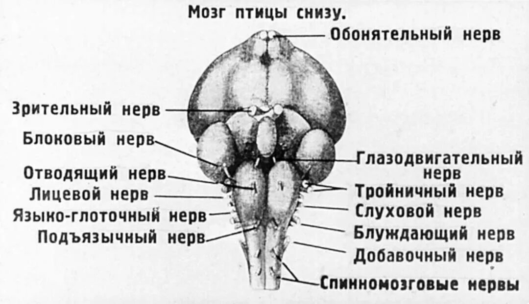 У куриц есть мозг. Головной мозг курицы строение. Мозги у курицы строение. Расположение мозга у курицы. Анатомия домашней птицы.