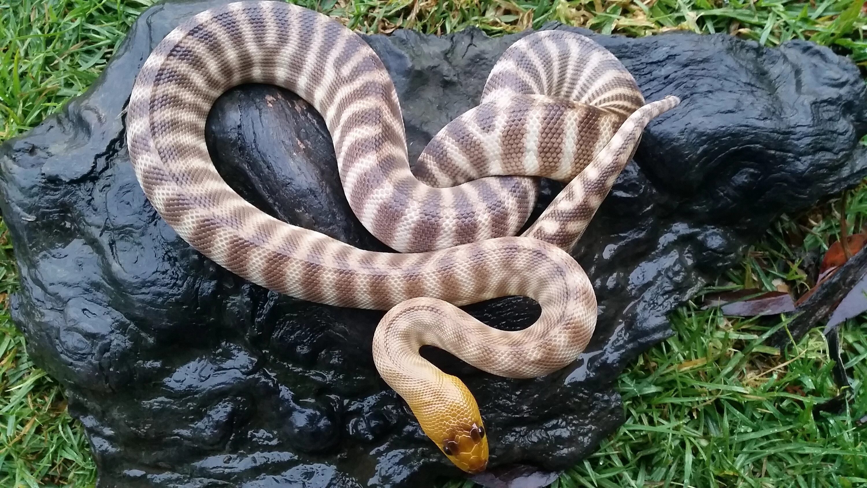 Анаконда змея. Морской питон. Пятнистый питон. Голубая куфия гадюка. Голубая комодская куфия.