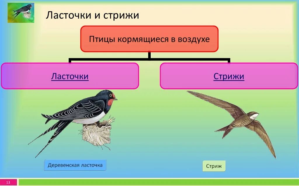 Экологические группы птиц. Птицы делятся на группы. Птицы по типу питания. Экологическая группа птицы леса. Экологические группы птиц 7 класс биология таблица