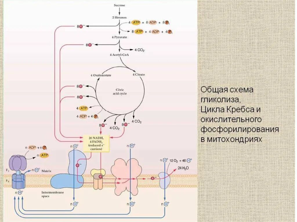 Гликолиз цикл Кребса дыхательная цепь. Схема цикла Кребса и дыхательной цепи. Гликолиз цикл Кребса электрон-транспортная цепь. Схема клеточного дыхания цикл Кребса. Окислительное фосфорилирование этап гликолиза