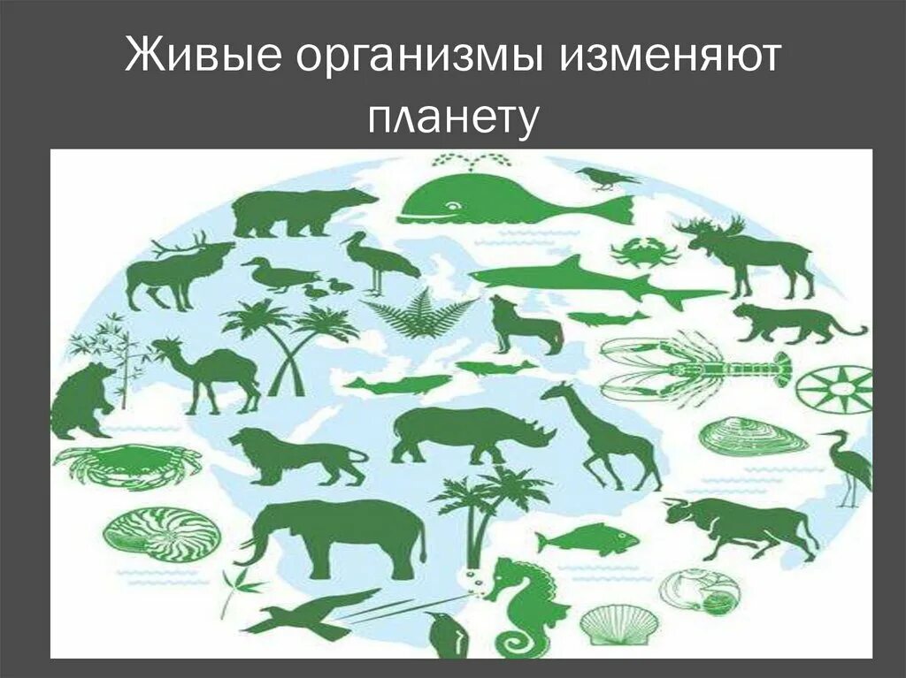 Многообразие организмов на нашей планете. Живые организмы. Живые организмы на земле. Живые организмы биология. Живой измененный организм.