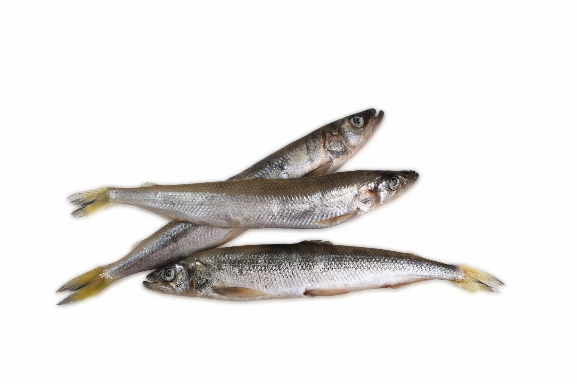 Как выглядит рыба корюшка. Корюшка зубатка дальневосточная. Европейская корюшка. Корюшка малоротая дальневосточная. Корюшка малоротая дальневосточная.