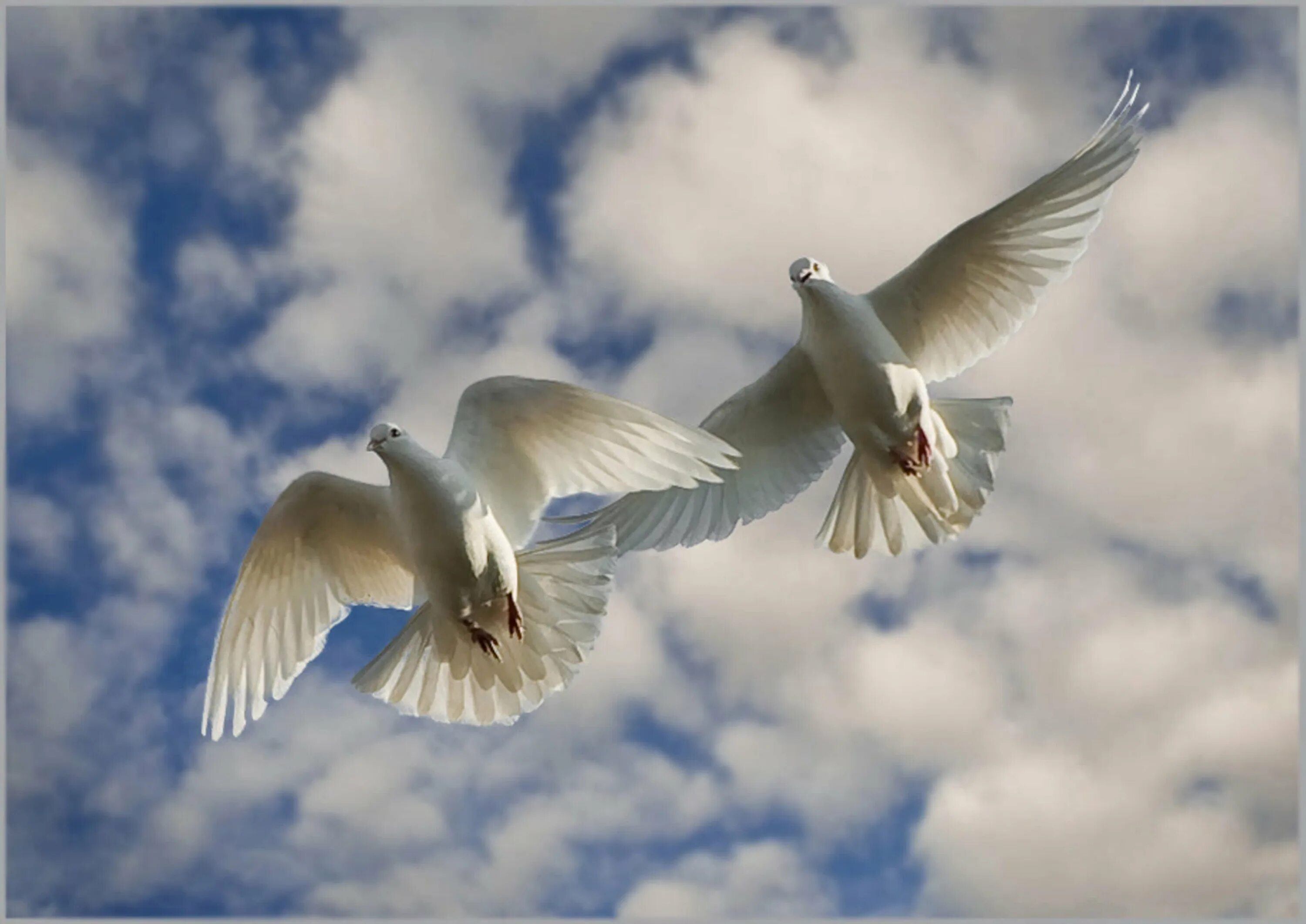 Белые птицы кружат над крышами слушать. Голуби в небе. Белый голубь. Голубь в полете. Три голубя в небе.