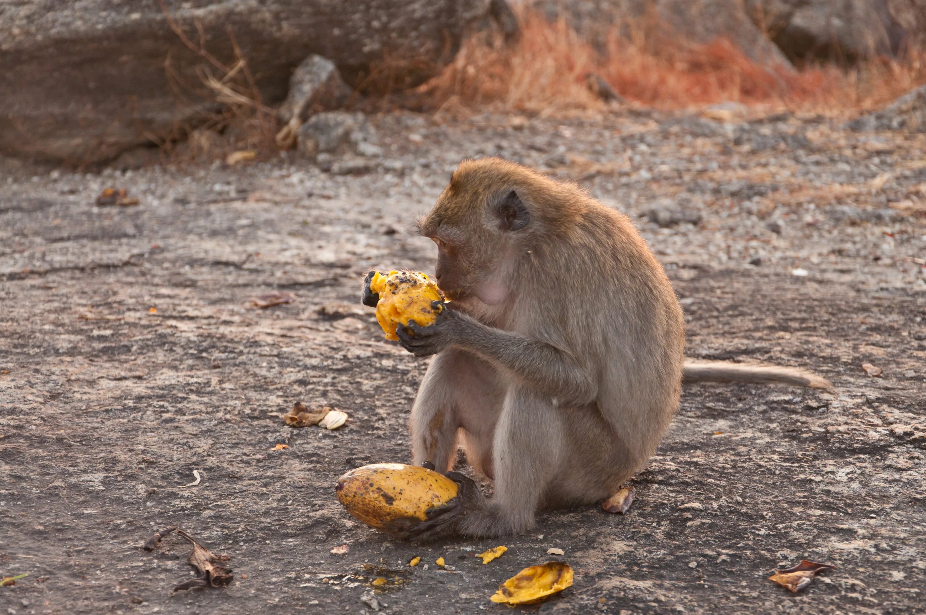 Горилла канзи. Каких обезьян едят. Обезьяна с едой. Обезьяна ест. Обезьяна ревун.