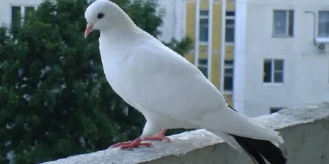 Приметы белый голубь прилетел к дому