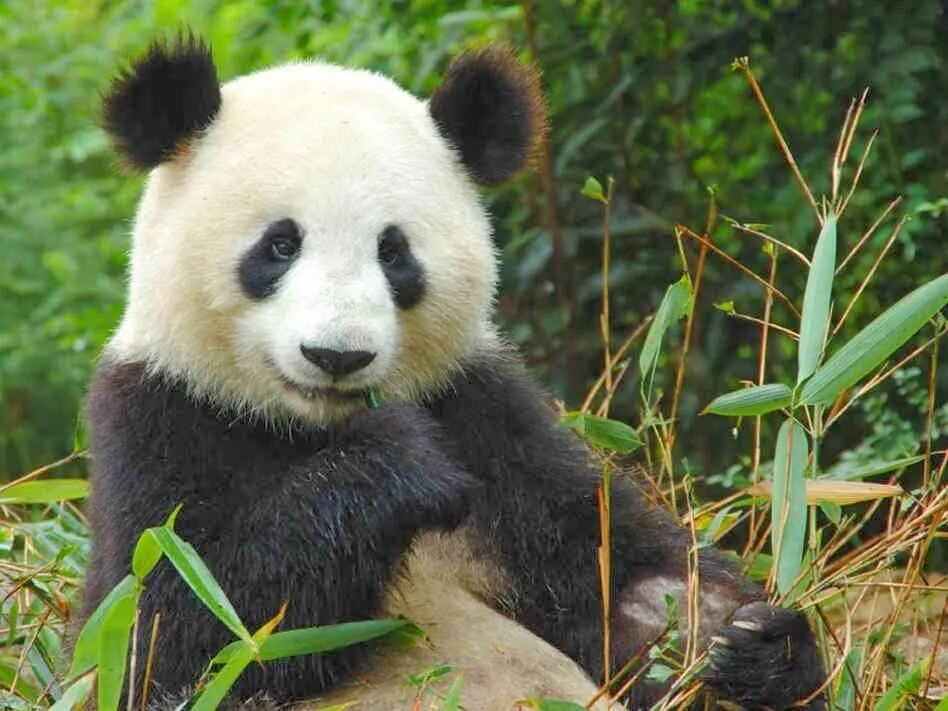 Pandas endangered