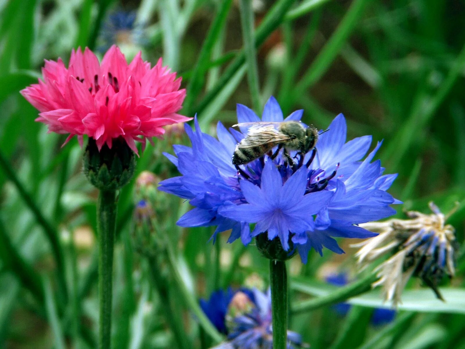 Василёк горный. Василек горный многолетний. Василек горный (Centaurea Montana `Alba`). Василек Карпатский.