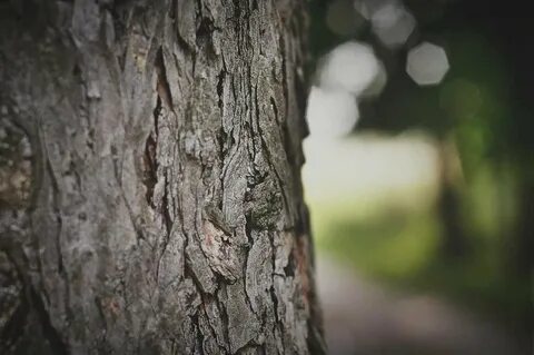 Ствол дерева обработка