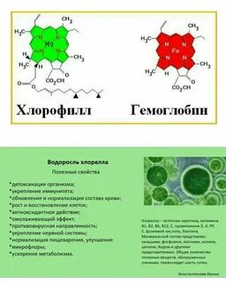 Какие водоросли содержат хлорофилл