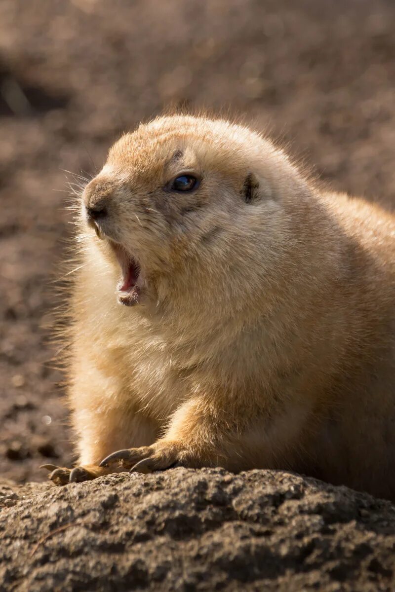Луговые собачки северной америки. Байбак полевая собачка. Суслик сибирский. Чернохвостая луговая собачка. Луговая собачка в степи.