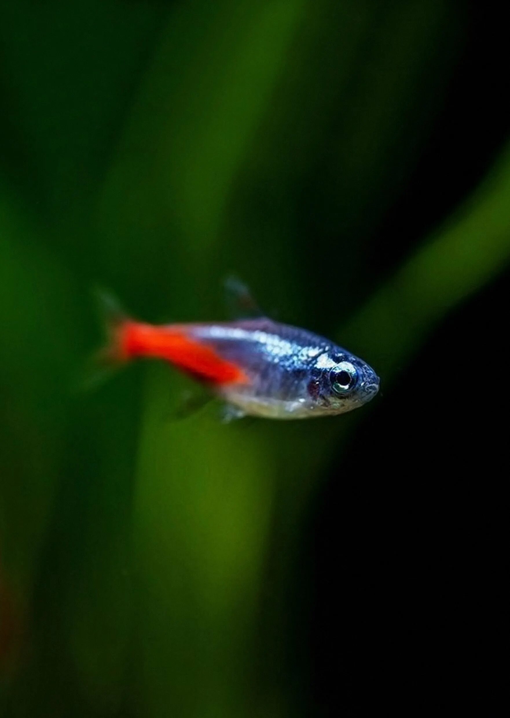 Эритрозонус аквариумная рыбка. Неон голубой аквариумная рыбка. 30 неонов. Неон кардинал вуалевый. Неоны.