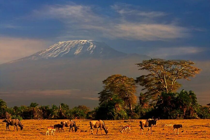 Кения особенности страны. Национальный парк Амбосели Кения. Национальный парк Килиманджаро в Танзании. Танзания сафари Килиманджаро. Танзания сафари парк Килиманджаро.
