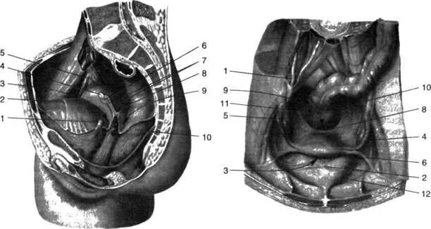 Этажи полости брюшины анатомия. Мочевой пузырь сагиттальный разрез. Пузырная складка брюшины. Париетальная брюшина малого таза. Большая и малая складка брюшины 7.