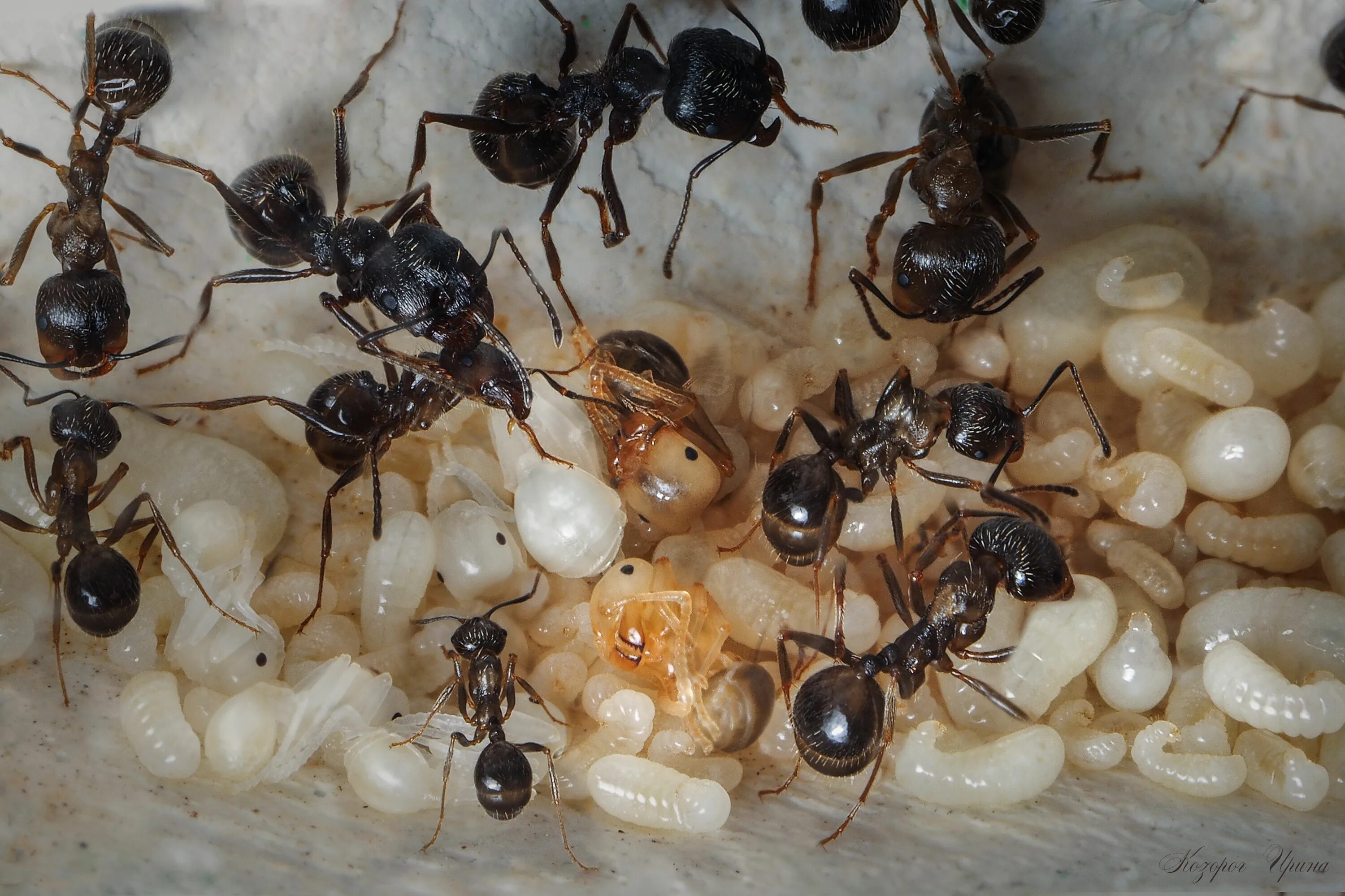 Колония муравьев messor structor. Муравьи messor structor. Колония муравьев жнецов. Колония муравьев жнецов. Мессор жнец messor structor муравей.