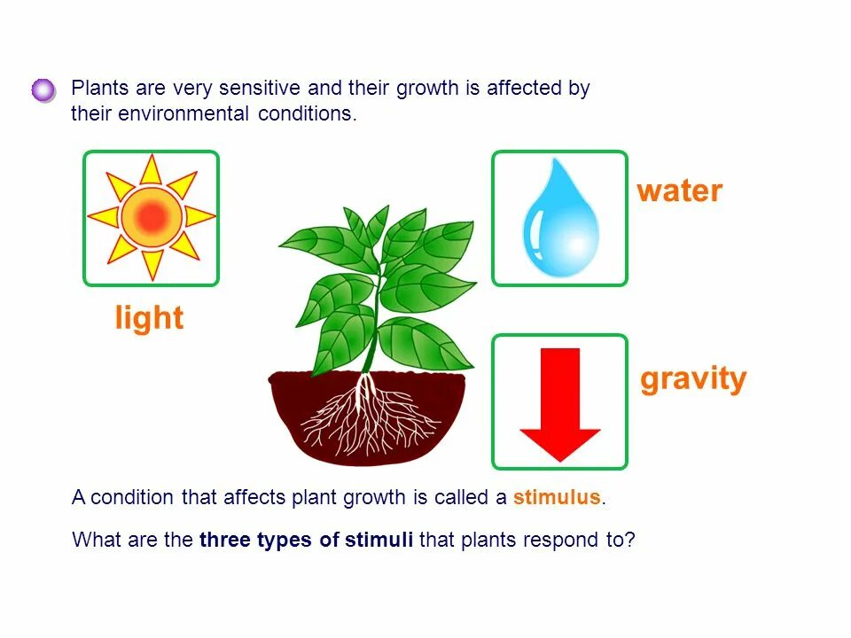 Plant Hormones. Types of Lamps and their Effect on Plants. Effect plants