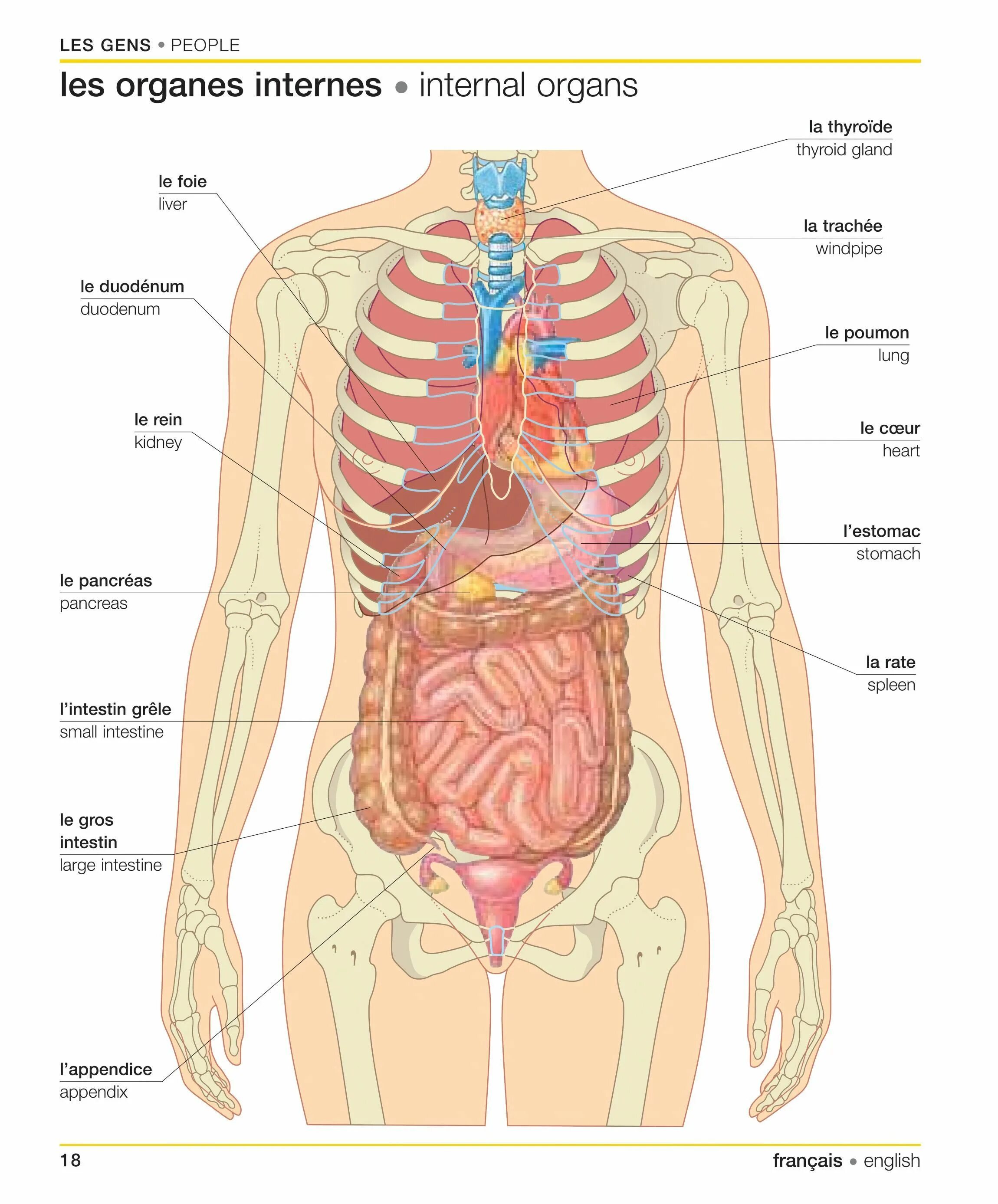 Atlas de anatomía humana. 5ª ed. http://kmelot.biblioteca.udc.es/record=b1467192