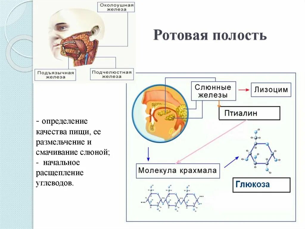 Назовите ферменты ротовой полости. Расщепление пищи в ротовой полости. Расщепление углеводов во рту. Переваривание углеводов в ротовой полости. Расщепление углеводов в ротовой полости.