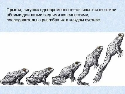 Почему лягушка прыгает