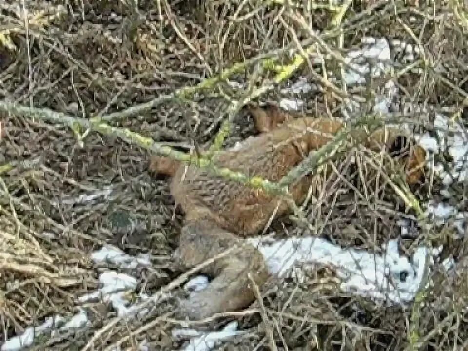 Видео найденное случайно. Лебединое гнездо мертвая лиса. Мертвая лиса на дереве. Случайная находка.