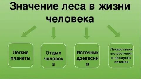 Лес значение