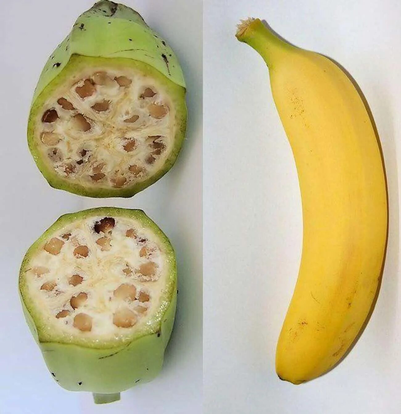 На какой плод похож. Натуральный банан. Дикий банан. Селекция банана. Настоящий банан.