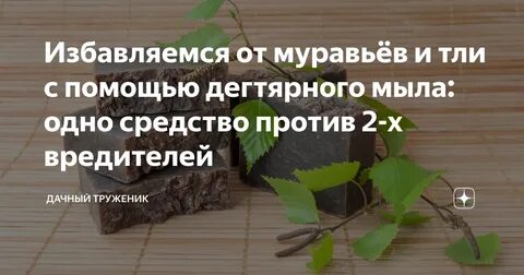 Дегтярное от тли