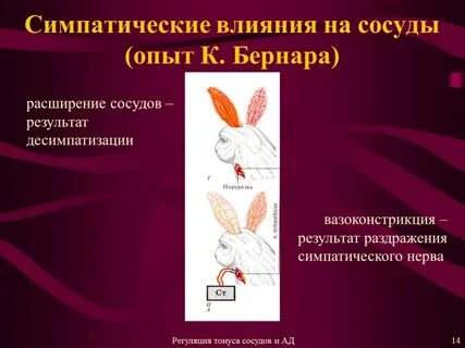 Эксперименты нервы