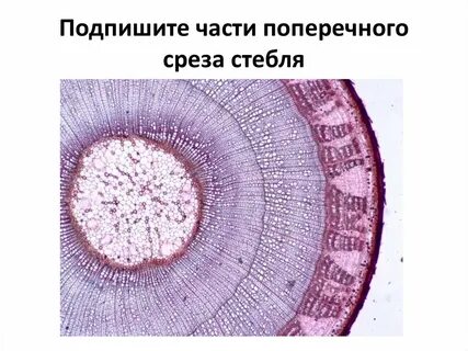 Ветка липы какая ткань
