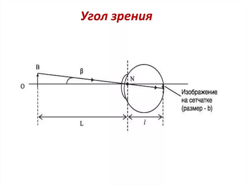 Точка лежащая зрение. Острота зрения угол. Угол зрения глаза. Угол зрения схема. Вертикальный угол зрения.