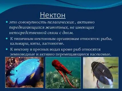 Что такое нектон