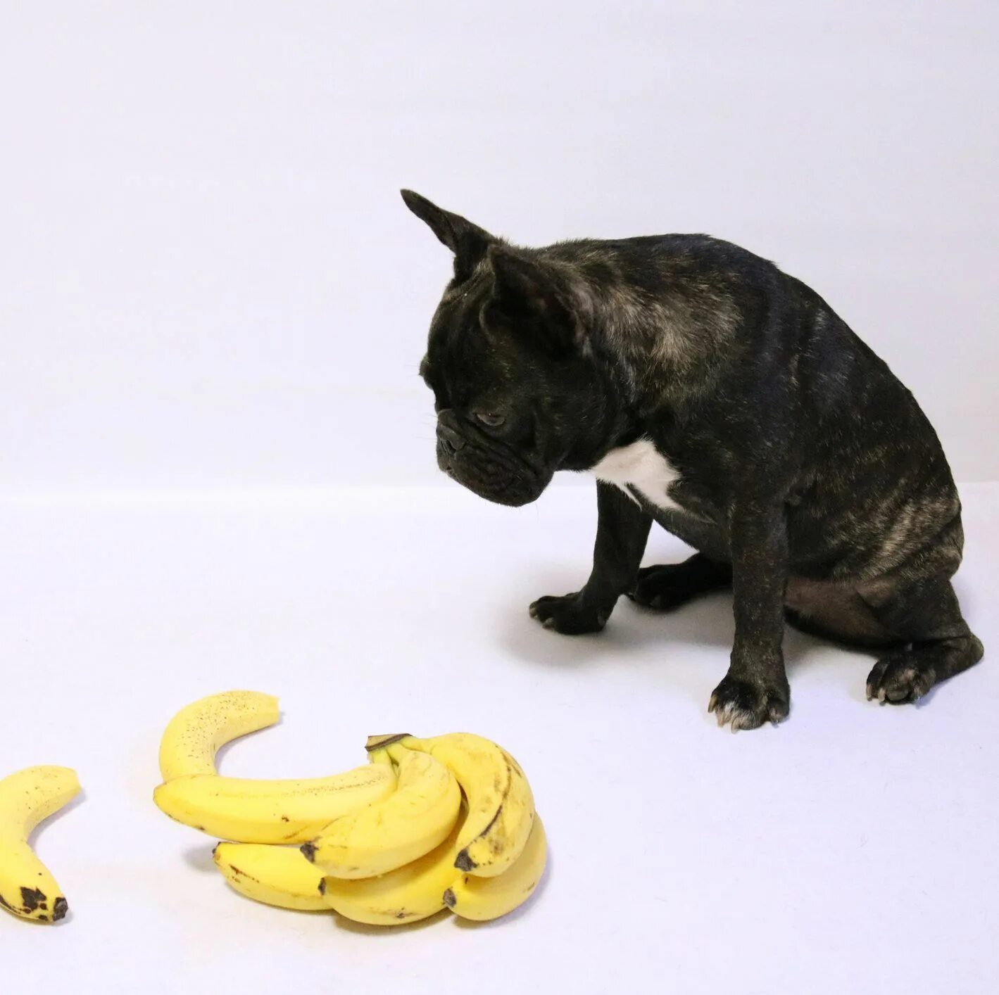 Можно собакам давать бананы. Собака ест банан. Собачий банан. Пес банан. Бандана для собак.