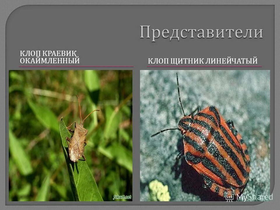 класс насекомые отряд вши. систематика класса насекомые. отряды насекомых с неполным превращением таблица. виды полужесткокрылых. отряд клопы тип развития.