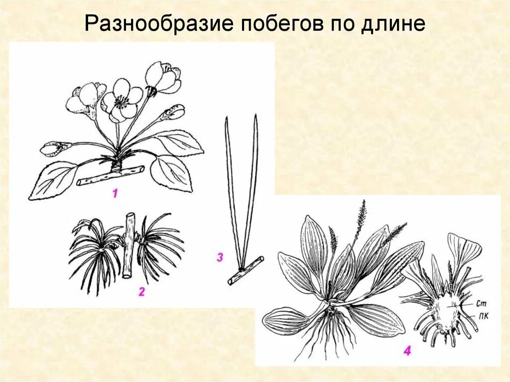 Удлиненные и укороченные побеги. Многообразие побегов. Строение и разнообразие побегов. Разнообразие побегов 6 класс. Разнообразные побеги.