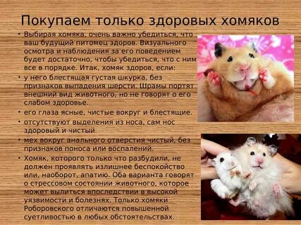 Как не быть хомяком