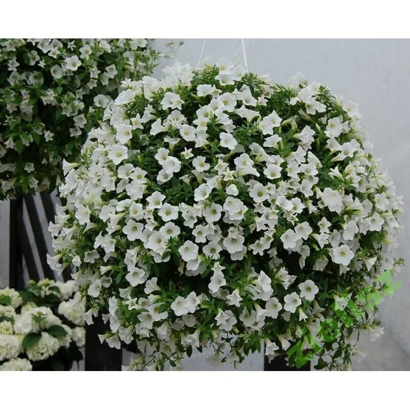 сурфиния табл вайт. табл вайт. табл вайт. петуния surfinia table white. петуния blanket white impr.